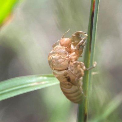 Cicadettini sp. (tribe) (Cicada) at Braddon, ACT - 7 Jan 2024 by Hejor1