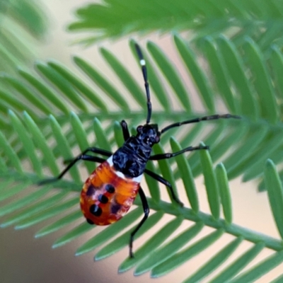 Dindymus versicolor (Harlequin Bug) at Braddon, ACT - 7 Jan 2024 by Hejor1