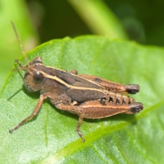 Phaulacridium vittatum (Wingless Grasshopper) at Braddon, ACT - 7 Jan 2024 by Hejor1