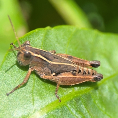 Phaulacridium vittatum (Wingless Grasshopper) at Braddon, ACT - 7 Jan 2024 by Hejor1