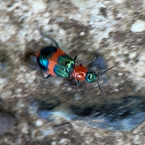 Dicranolaius bellulus at City Renewal Authority Area - 7 Jan 2024 12:59 PM