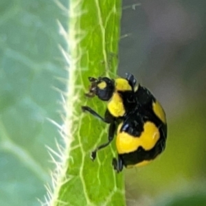 Illeis galbula at Braddon, ACT - 7 Jan 2024