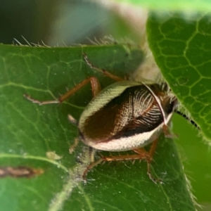 Balta bicolor at Braddon, ACT - 7 Jan 2024