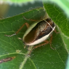 Balta bicolor at Braddon, ACT - 7 Jan 2024 12:59 PM