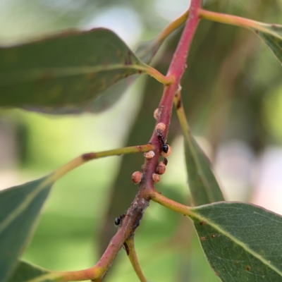 Crematogaster sp. (genus) (Acrobat ant, Cocktail ant) at City Renewal Authority Area - 7 Jan 2024 by Hejor1