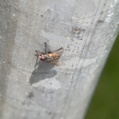 Muscidae (family) at City Renewal Authority Area - 7 Jan 2024