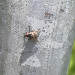 Muscidae (family) at City Renewal Authority Area - 7 Jan 2024