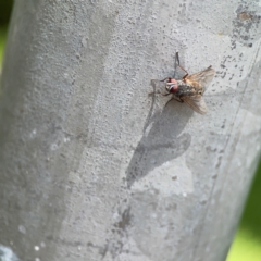 Muscidae (family) at City Renewal Authority Area - 7 Jan 2024 12:51 PM