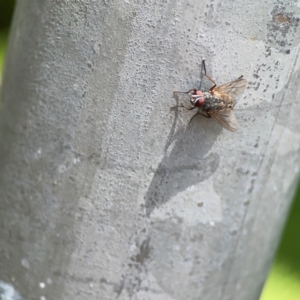 Muscidae (family) at City Renewal Authority Area - 7 Jan 2024