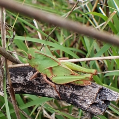 Gastrimargus musicus (Yellow-winged Locust or Grasshopper) at Aranda Bushland - 5 Jan 2024 by CathB