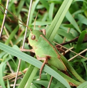 Gastrimargus musicus at Aranda Bushland - 5 Jan 2024