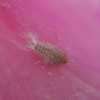 Siphanta acuta (Green planthopper, Torpedo bug) at Higgins, ACT - 7 Jan 2024 by wombey