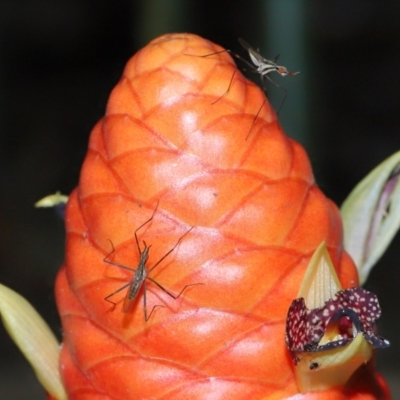 Unidentified Crane fly, midge, mosquito or gnat (several families) at Brisbane City, QLD - 4 Jan 2024 by TimL