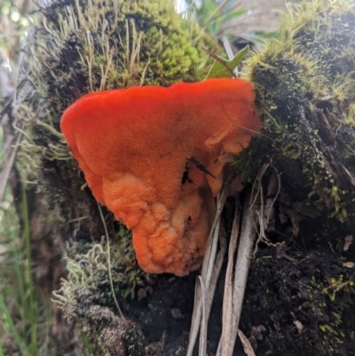 Aurantiporus pulcherrimus (Strawberry bracket) at Kosciuszko National Park - 7 Jan 2024 by Rebeccajgee
