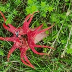 Aseroe rubra (Anemone Stinkhorn) at Kosciuszko National Park - 5 Jan 2024 by DaniMurphy