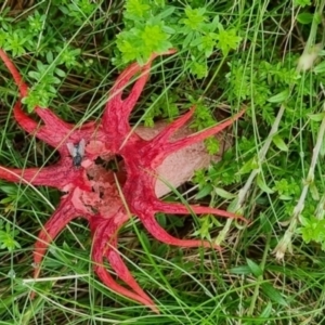 Aseroe rubra at Kosciuszko National Park - suppressed