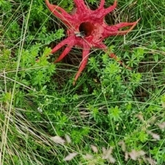 Aseroe rubra at Kosciuszko National Park - suppressed