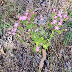 Centaurium erythraea (Common Centaury) at Justice Robert Hope Reserve (JRH) - 6 Jan 2024 by abread111