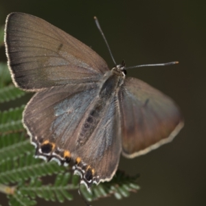 Jalmenus ictinus at Mount Ainslie - 7 Jan 2024