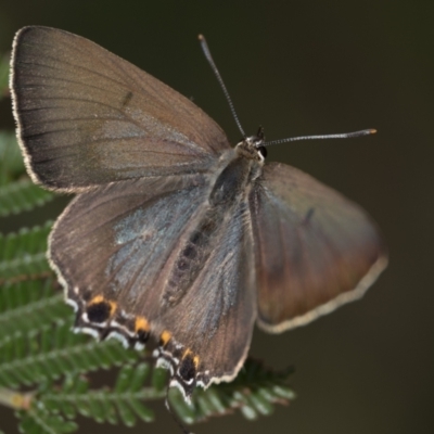 Jalmenus ictinus (Stencilled Hairstreak) at Campbell Park Woodland - 7 Jan 2024 by patrickcox