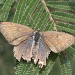 Jalmenus ictinus at Mount Ainslie - 7 Jan 2024