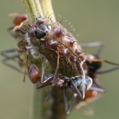 Jalmenus ictinus (Stencilled Hairstreak) at Campbell Park Woodland - 6 Jan 2024 by patrickcox