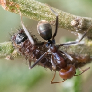 Jalmenus ictinus at Campbell Park Woodland - 7 Jan 2024