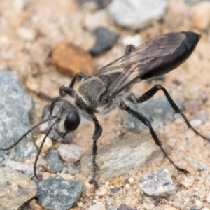 Sphex sp. (genus) at Campbell Park Woodland - 7 Jan 2024