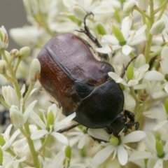 Bisallardiana gymnopleura at Mount Ainslie - 7 Jan 2024