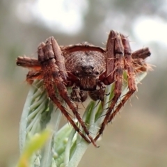 Dolophones sp. (genus) (Wrap-around spider) at Cook, ACT - 5 Jan 2024 by CathB