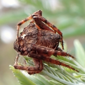 Dolophones sp. (genus) at Aranda Bushland - 5 Jan 2024