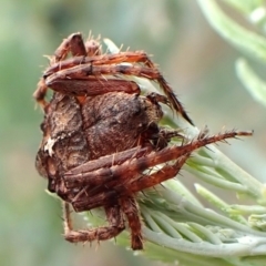 Dolophones sp. (genus) at Aranda Bushland - 5 Jan 2024