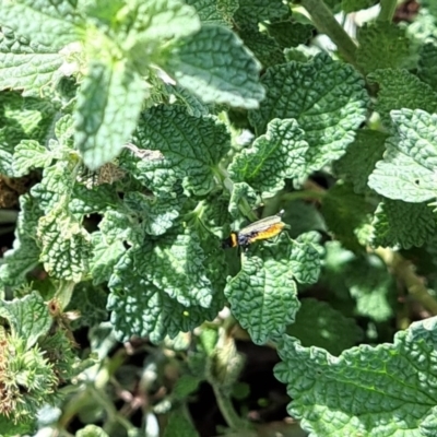 Chauliognathus lugubris (Plague Soldier Beetle) at Watson Woodlands - 6 Jan 2024 by abread111