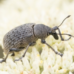 Rhinaria sp. (genus) at Namadgi National Park - 5 Jan 2024 10:00 AM