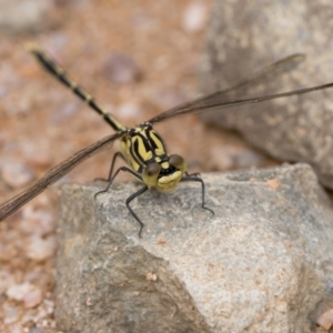 Austrogomphus guerini at Namadgi National Park - 5 Jan 2024 09:00 AM