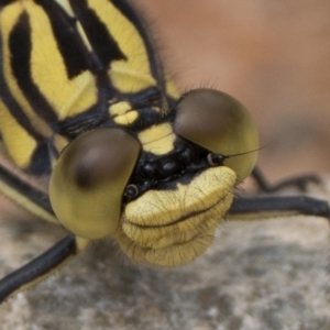 Austrogomphus guerini at Namadgi National Park - 5 Jan 2024 09:00 AM