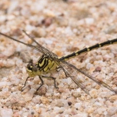 Austrogomphus guerini at Namadgi National Park - 5 Jan 2024 09:00 AM