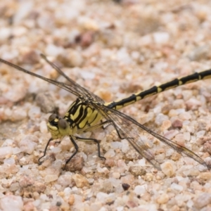 Austrogomphus guerini at Namadgi National Park - 5 Jan 2024 09:00 AM