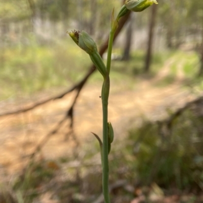 Calochilus saprophyticus (Leafless Beard Orchid) at Yarrangobilly, NSW - 18 Dec 2023 by AJB