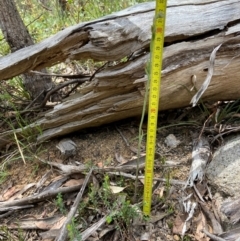 Calochilus saprophyticus at Kosciuszko National Park - 18 Dec 2023