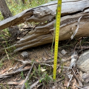 Calochilus saprophyticus at Kosciuszko National Park - suppressed