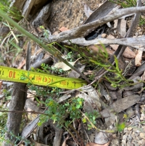 Calochilus saprophyticus at Kosciuszko National Park - suppressed