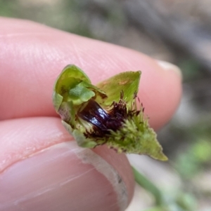 Calochilus saprophyticus at Kosciuszko National Park - suppressed