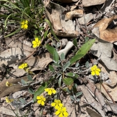 Goodenia hederacea subsp. hederacea at Cavan, NSW - 7 Jan 2024