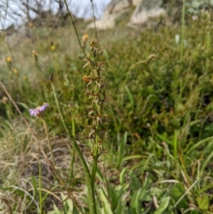 Prasophyllum tadgellianum at Namadgi National Park - 7 Jan 2024
