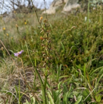 Prasophyllum tadgellianum (Tadgell's leek orchid) at Cotter River, ACT - 6 Jan 2024 by MattM