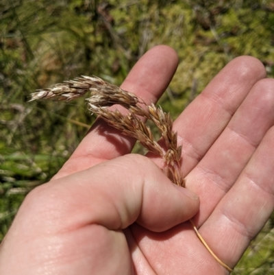 Hierochloe redolens (Sweet Holy Grass) at Kosciuszko National Park - 6 Jan 2024 by MattM