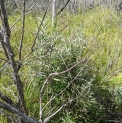 Olearia phlogopappa subsp. continentalis (Alpine Daisy Bush) at Namadgi National Park - 6 Jan 2024 by MattM