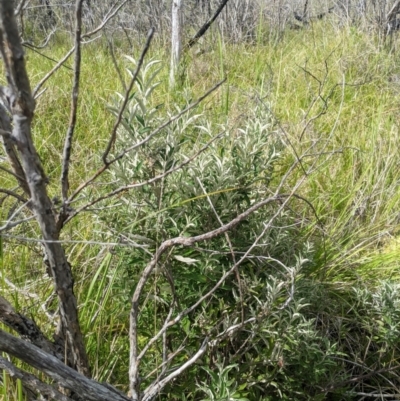 Olearia phlogopappa subsp. continentalis (Alpine Daisy Bush) at Cotter River, ACT - 6 Jan 2024 by MattM