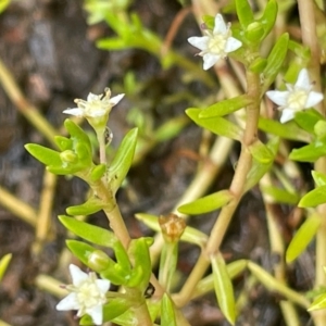 Crassula helmsii at Cavan, NSW - 7 Jan 2024